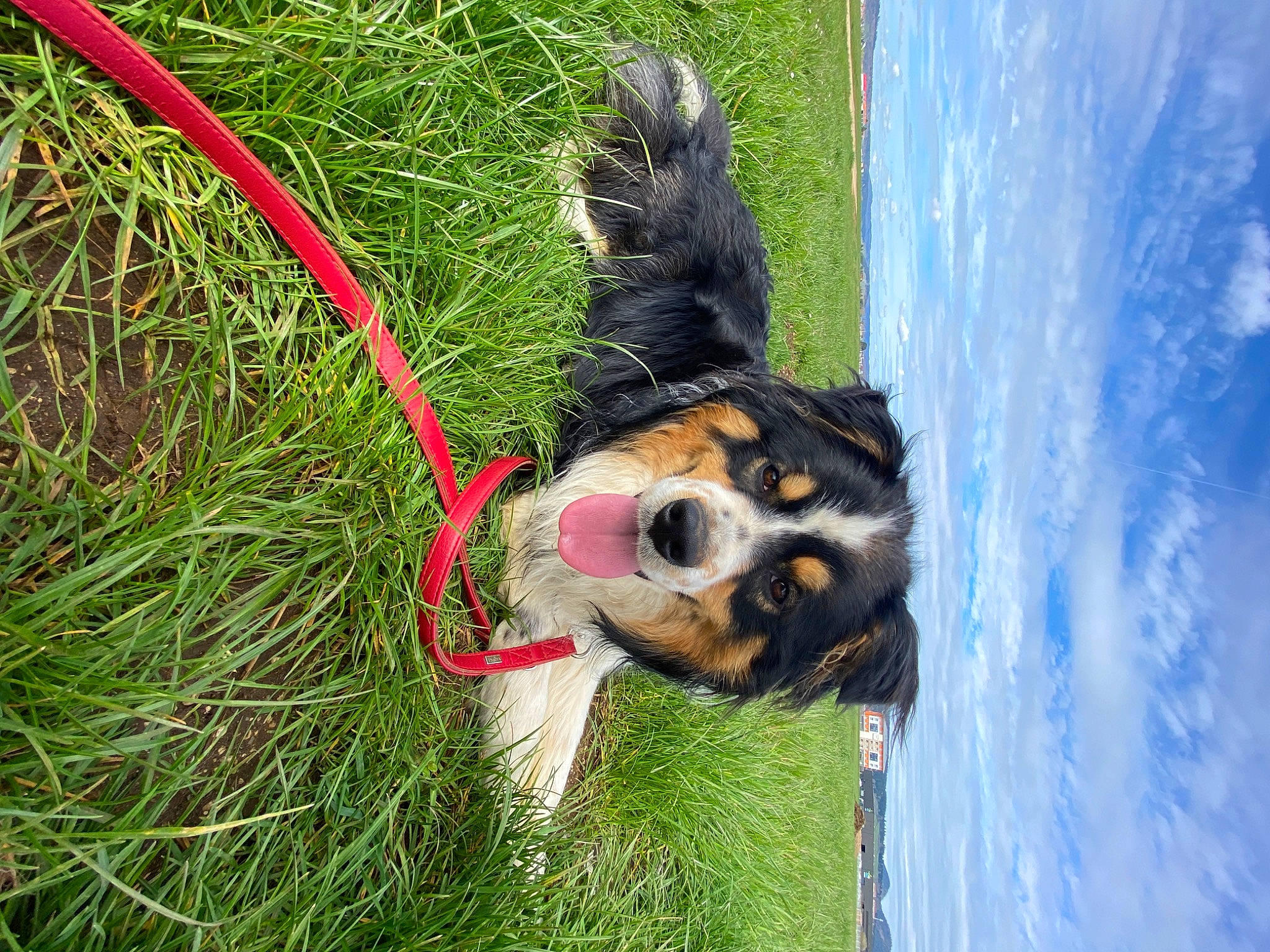 Kaly participe au concours pour gagner de l'argent avec cette photo : canidae, carnivore, cloud, collar, companion_dog, dog, dog_breed, fun, fur, grass, herding_dog, leash, leisure, plant, sky, sporting_group, tail, tree, water, working_animal