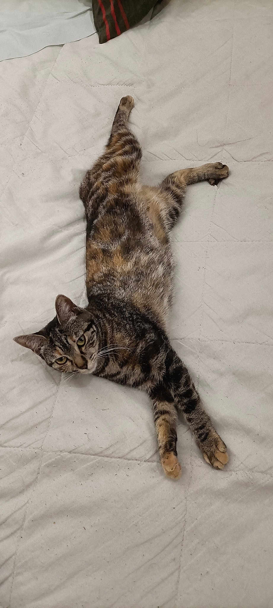Cannelle