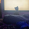 Princess joined the competition — help win amazing prizes! cat, silhouette, screen, blanket, bed, colorful_patterns, dark, indoor, cozy, pet, feline, shadow, soft, fabric, quiet, night, room, curious, resting, comfort
