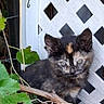 kitten, cat, tortoiseshell, animal, pet, outdoor, green_leaves, lattice, concrete, fence, nature, young, cute, fur, small, whiskers, ears, eyes, branch, plant