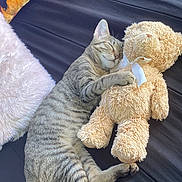 Baby joined the competition — help win amazing prizes! cat, tabby, sleeping, teddy_bear, stuffed_animal, hugging, cozy, resting, indoor, soft, pillow, striped, cute, pet, animal, relaxing, bed, fur, whiskers, peaceful