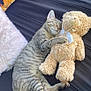 cat, tabby, sleeping, teddy_bear, stuffed_animal, hugging, cozy, resting, indoor, soft, pillow, striped, cute, pet, animal, relaxing, bed, fur, whiskers, peaceful
