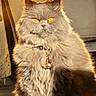 cat, fluffy, long_hair, gray_fur, golden_eyes, sitting, pet, bell_collar, indoor, sunlight, sunbeam, portrait, front_view, animal, whiskers, ears, wood_floor, chair, warm_lighting, regal