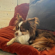 Moka a rejoint le concours — aidez-le/la à gagner de superbes lots ! dog, pet, pillow, couch, wood_paneling, window, sunlight, cozy, fur, ears, paw, living_room, relaxed, portrait, indoor, cushion, fabric, brown_and_white, velvet, companion