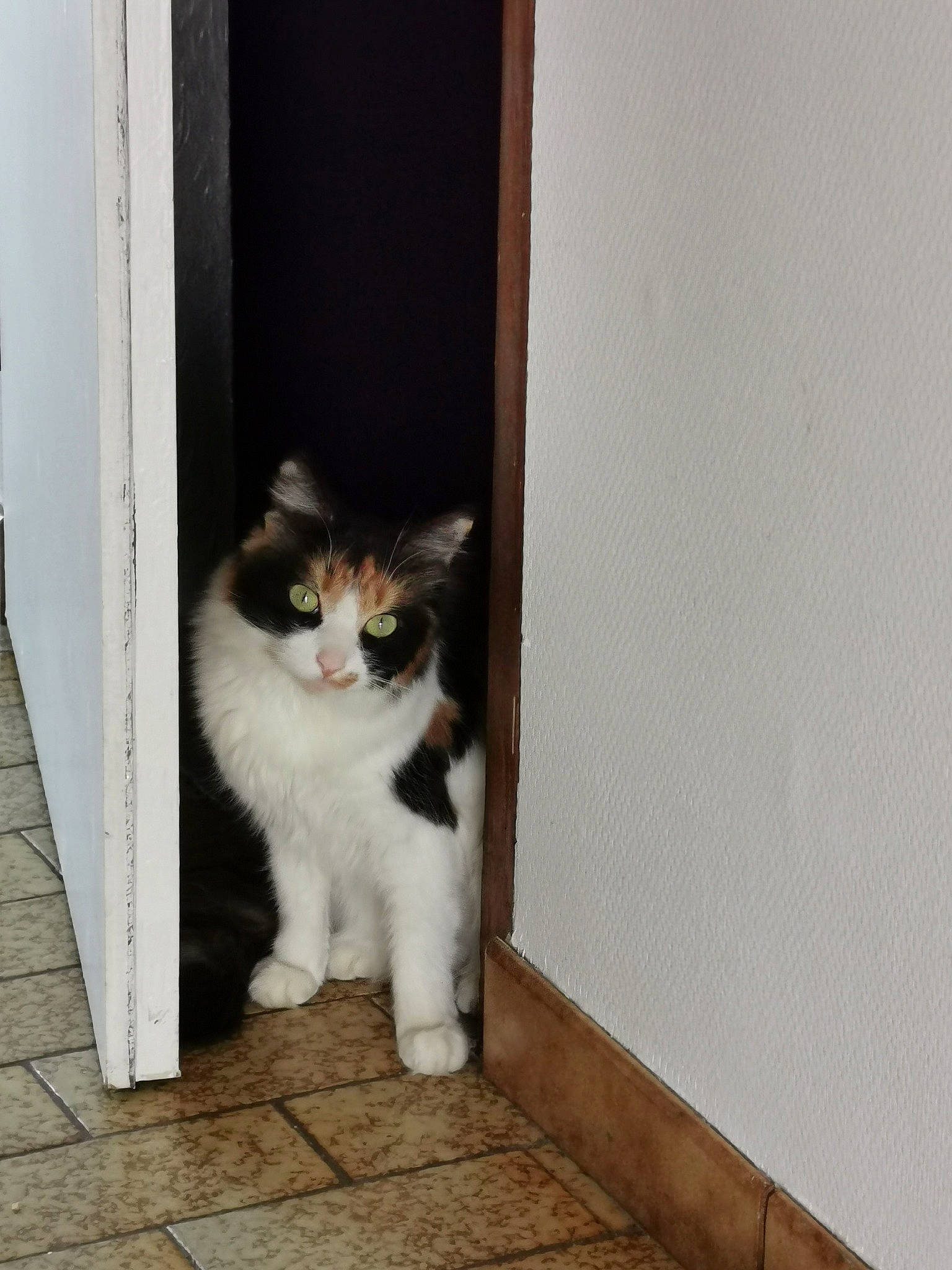 Miyuki a rejoint le concours — aidez-le/la à gagner de superbes lots ! aegean_cat, carnivore, cat, domestic_short_haired_cat, door, european_shorthair, felidae, kitten, polydactyl_cat, room, small_to_medium_sized_cats, tail, whiskers, window