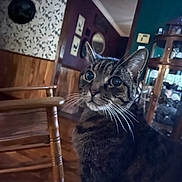 Jazzy joined the competition — help win amazing prizes! animal, cabinet, cat, curious, domestic, ears, floor, fur, furniture, home, household, indoor, mirror, pet, portrait, room, tabby, wallpaper, whiskers, wooden_chair