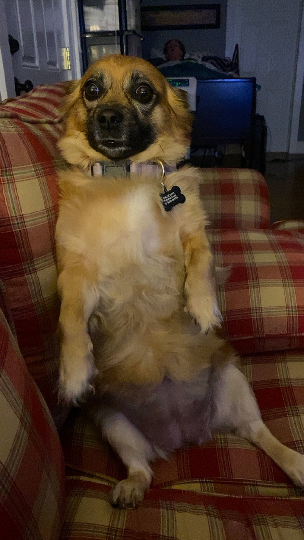 Chloe Skye is registered to the contest to win money with this photo: canidae, carnivore, collar, companion_dog, computer_monitor, dog, dog_breed, dog_collar, fawn, fur, pattern, paw, plaid, snout, sporting_group, tail, tartan, terrestrial_animal, whiskers, working_animal