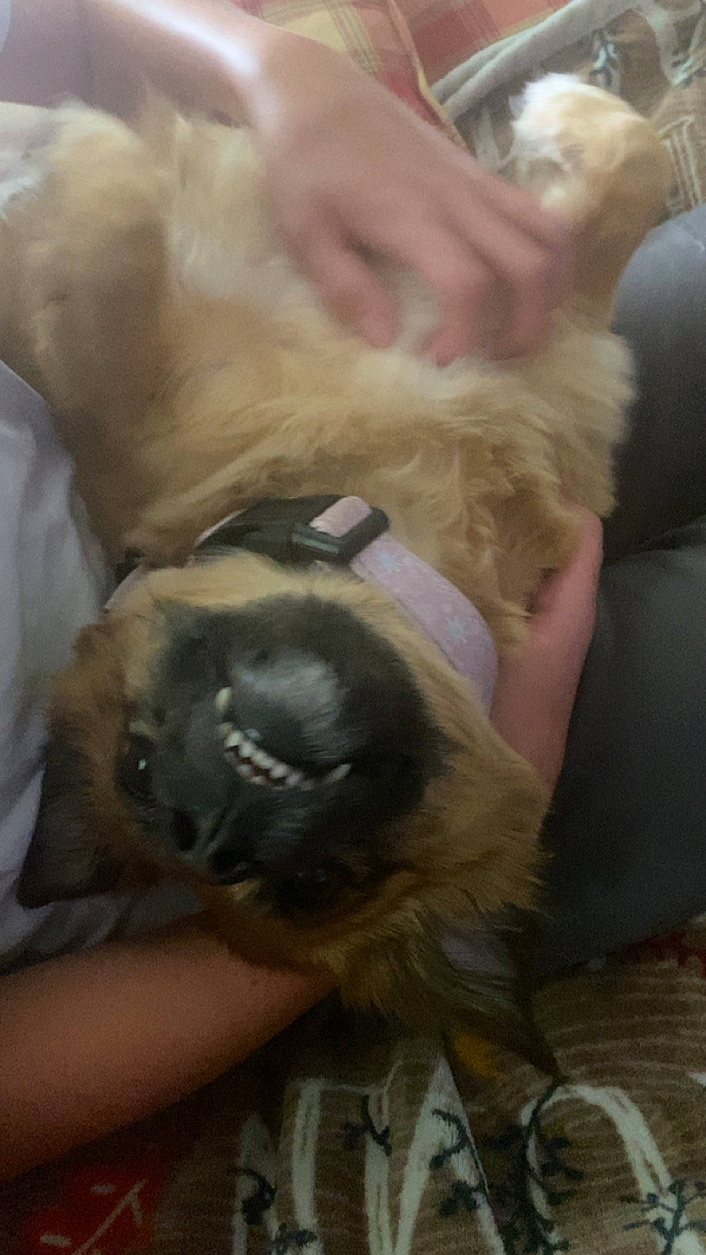 Chloe Skye is registered to the contest to win money with this photo: canidae, carnivore, claw, companion_dog, dog, dog_breed, fawn, felidae, fur, non_sporting_group, paw, pug, puppy, puppy_love, sporting_group, toy_dog, whiskers, working_animal, wrinkle