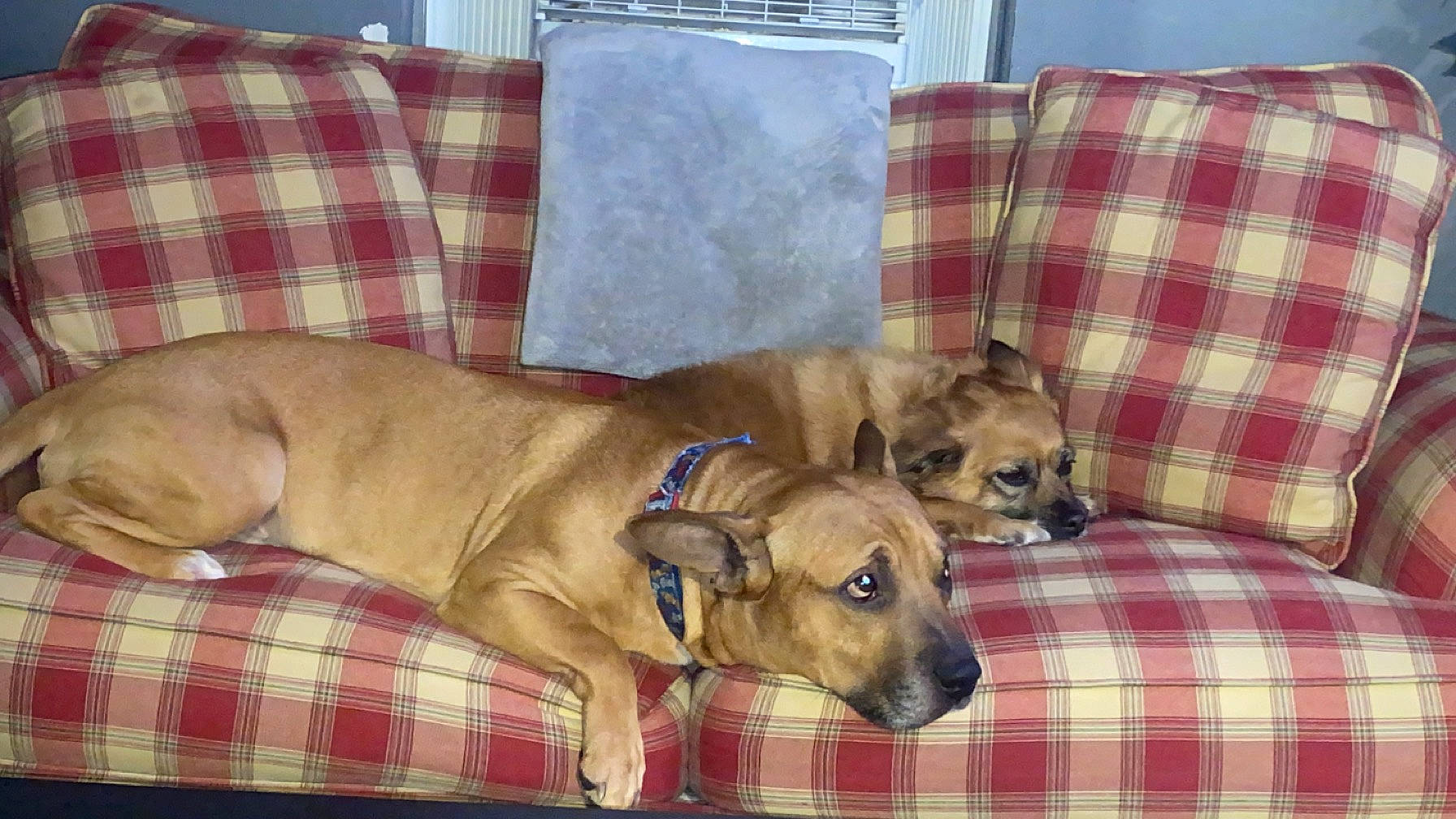 Chloe Skye is registered to the contest to win money with this photo: canidae, carnivore, collar, comfort, companion_dog, dog, dog_breed, dog_supply, fawn, liver, pattern, pet_supply, plaid, snout, sporting_group, tartan, terrestrial_animal, whiskers, working_animal, wrinkle