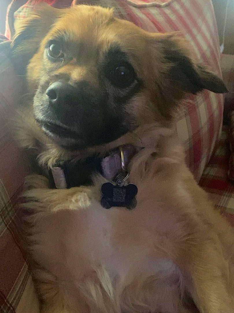 Chloe Skye joined the competition — help win amazing prizes! canidae, carnivore, collar, companion_dog, dog, dog_breed, dog_collar, ear, fawn, fur, non_sporting_group, puppy_love, selfie, snout, sporting_group, toy_dog, whiskers, working_animal