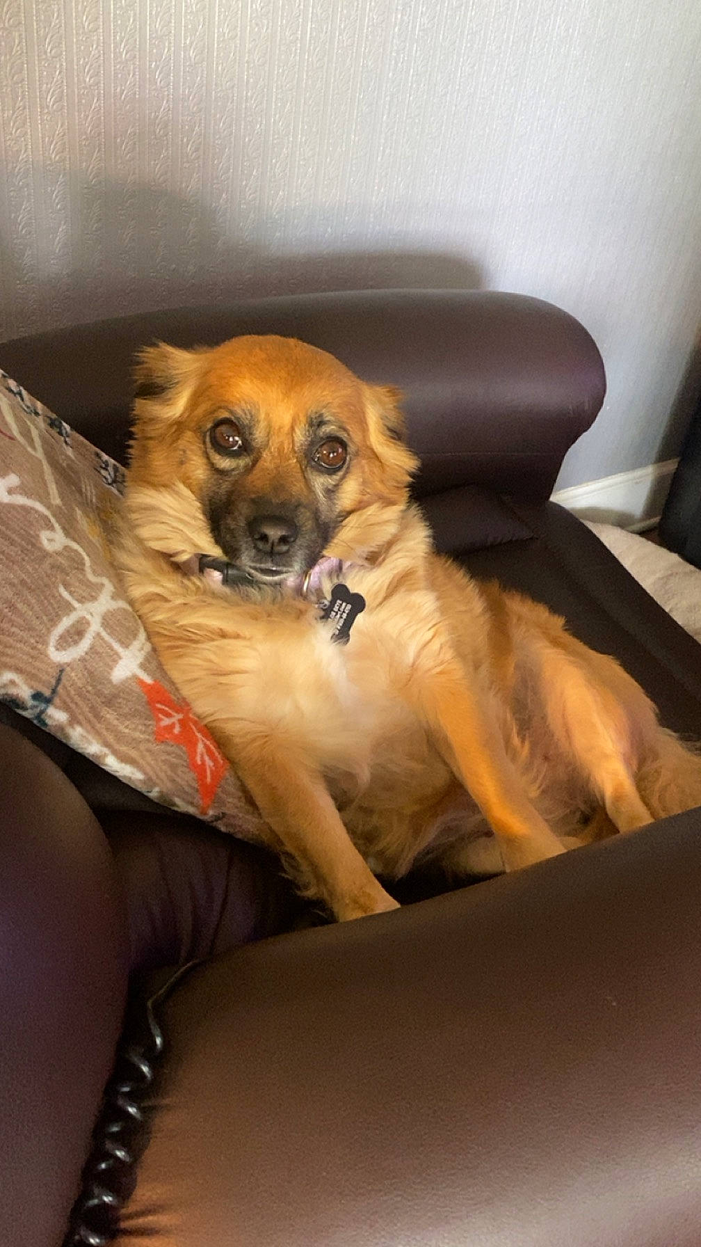 Chloe Skye joined the competition — help win amazing prizes! canidae, carnivore, chair, comfort, companion_dog, couch, dog, dog_breed, door, fawn, flooring, fur, paw, room, snout, sporting_group, toy_dog, whiskers, windshield, working_animal