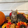 Smokey is registered to the contest to win money with this photo: cat, tabby_cat, autumn, fall_leaves, pumpkin, sunflower, orange, yellow, red, flower, leaf, outdoor, wooden_wall, animal, pet, nature, seasonal, decor, cute, relaxed