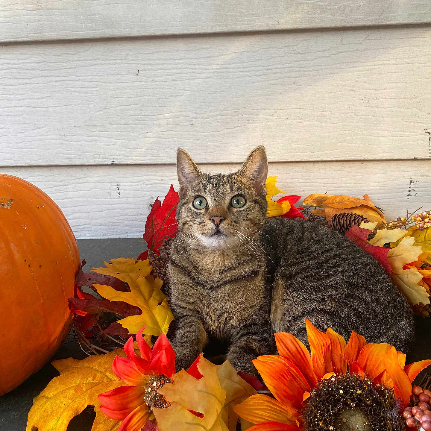 Smokey is registered to the contest to win money with this photo: cat, tabby_cat, autumn, fall_leaves, pumpkin, sunflower, orange, yellow, red, flower, leaf, outdoor, wooden_wall, animal, pet, nature, seasonal, decor, cute, relaxed