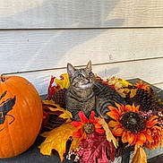Smokey is registered to the contest to win money with this photo: cat, tabby_cat, autumn, fall_leaves, pumpkin, pine_cones, orange_flowers, porch, bench, wood_siding, outdoor, animal, pet, nature, seasonal, decoration, curious, relaxed, colorful, daylight