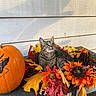 cat, tabby_cat, autumn, fall_leaves, pumpkin, pine_cones, orange_flowers, porch, bench, wood_siding, outdoor, animal, pet, nature, seasonal, decoration, curious, relaxed, colorful, daylight