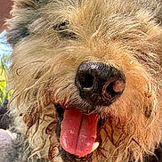 Kiwi a rejoint le concours — aidez-le/la à gagner de superbes lots ! dog, close_up, tongue_out, happy, scruffy, curly_fur, outdoor, grass, pet, animal, canine, portrait, friendly, messy_fur, tongue, nose, ears, sunlight, person_partial, nature