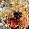 dog, close_up, tongue_out, happy, scruffy, curly_fur, outdoor, grass, pet, animal, canine, portrait, friendly, messy_fur, tongue, nose, ears, sunlight, person_partial, nature