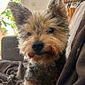 Kiwi a rejoint le concours — aidez-le/la à gagner de superbes lots ! dog, pet, indoor, couch, blanket, fur, ears, face, curious, cozy, home, window, furniture, wooden_chair, greenery, natural_light, animal, companion, portrait, relaxation