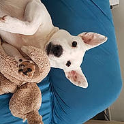 Marley participe au concours pour gagner de l'argent avec cette photo : ball, carnivore, comfort, companion_dog, dog, dog_breed, ear, fawn, felidae, football, fur, head, pattern, paw, plush, snout, stuffed_toy, toy, whiskers, working_animal