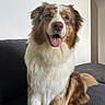 dog, australian_shepherd, pet, canine, indoor, couch, furniture, tongue_out, happy, fur, brown_and_white, sitting, looking_at_camera, house, wall, archway, domestic_animal, companion, animal, portrait