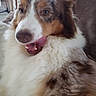 Pepette a rejoint le concours — aidez-le/la à gagner de superbes lots ! dog, australian_shepherd, tongue, fluffy, multicolored, pet, indoor, couch, furniture, fur, happy, animal, closeup, muzzle, ears, brown, white, home, companion, cute