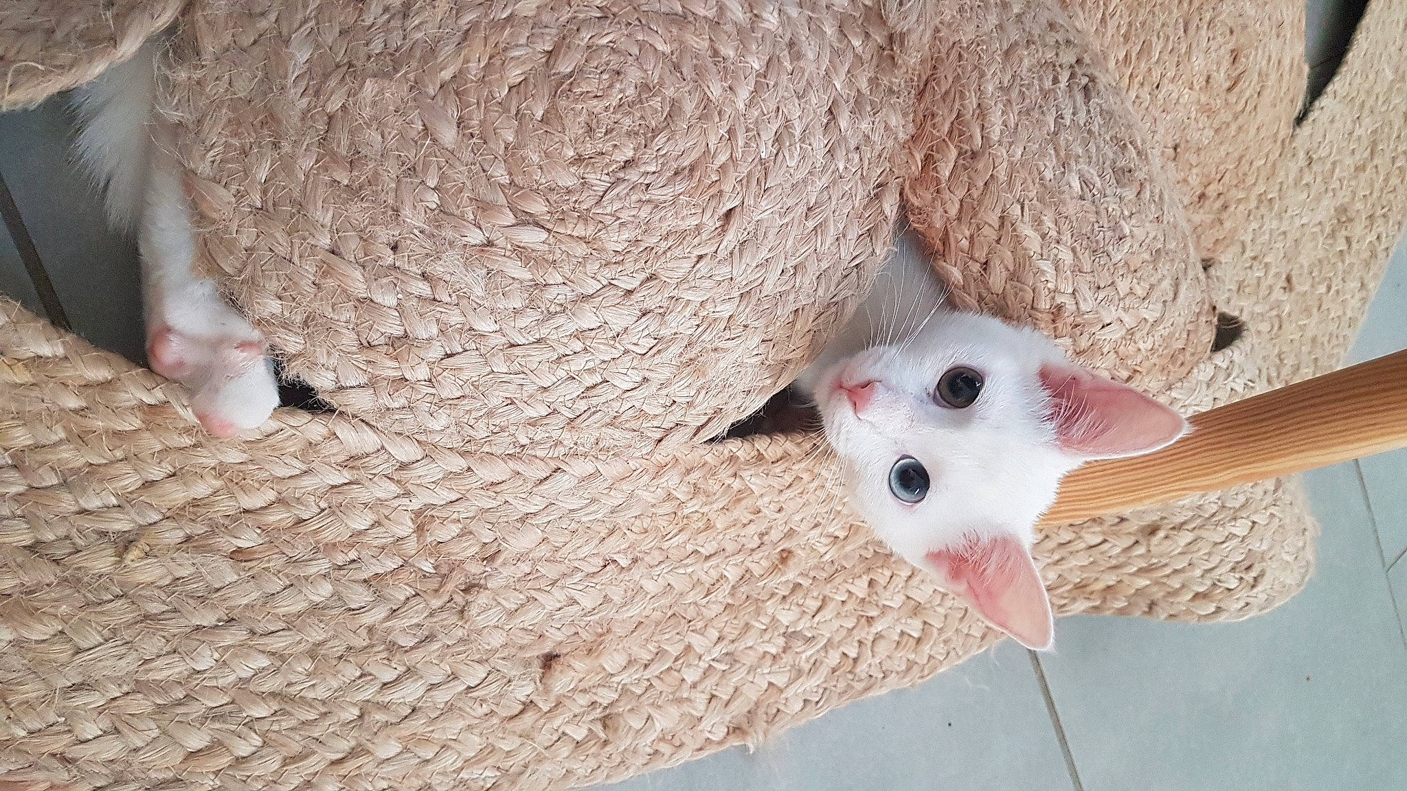 Moumoune