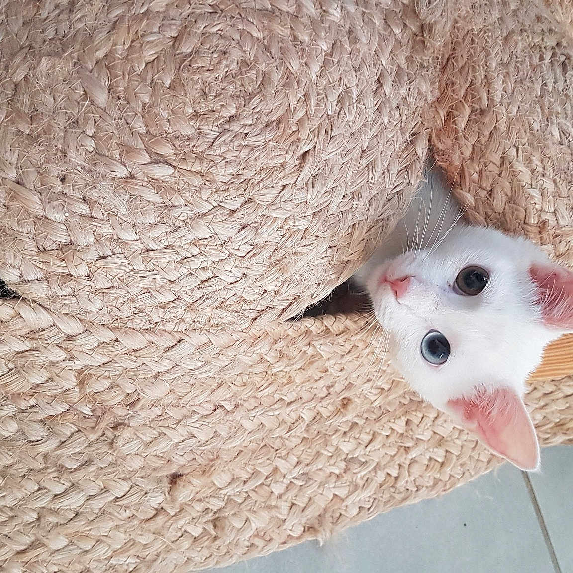Moumoune