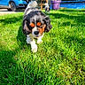 dog, cavalier_king_charles_spaniel, grass, greenery, outdoor, sunlight, car, blue_car, pet, animal, nature, potted_plant, purple_pot, tree, playful, walking, two_dogs, garden, daylight, cute
