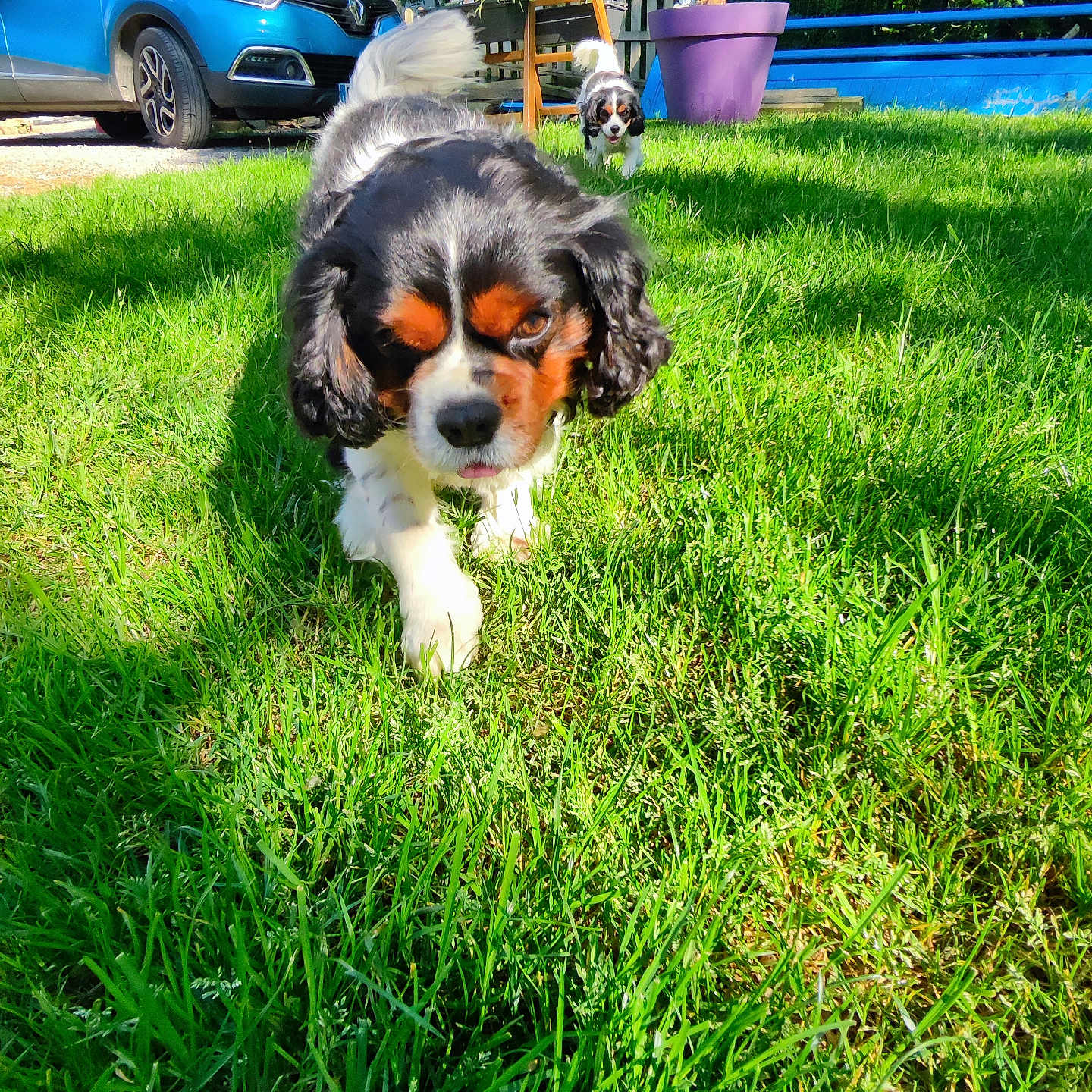 Pollux participe au concours pour gagner de l'argent avec cette photo : dog, cavalier_king_charles_spaniel, grass, greenery, outdoor, sunlight, car, blue_car, pet, animal, nature, potted_plant, purple_pot, tree, playful, walking, two_dogs, garden, daylight, cute