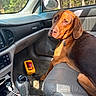 Chewy joined the competition — help win amazing prizes! dog, car_interior, passenger_seat, sunlight, gear_shift, yellow_container, window, trees, forest, leather_seat, dashboard, rearview_mirror, pet, canine, looking_back, brown_dog, seatbelt, car_door, nature_outside, animal