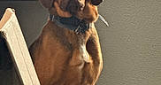 Chewy joined the competition — help win amazing prizes! dog, brown_dog, indoor, window, blinds, cardboard_box, floor, pet, collar, animal, looking, sitting, light, shadow, wall, home, portrait, canine, furniture, quiet