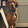 dog, brown_dog, indoor, window, blinds, cardboard_box, floor, pet, collar, animal, looking, sitting, light, shadow, wall, home, portrait, canine, furniture, quiet