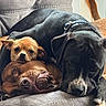 Chewy is registered to the contest to win money with this photo: dog, dogs, couch, pet, animal, resting, snuggling, black_dog, brown_dog, small_dog, indoor, cozy, pile, sleepy, cute, fur, companion, relaxing, friendship, home