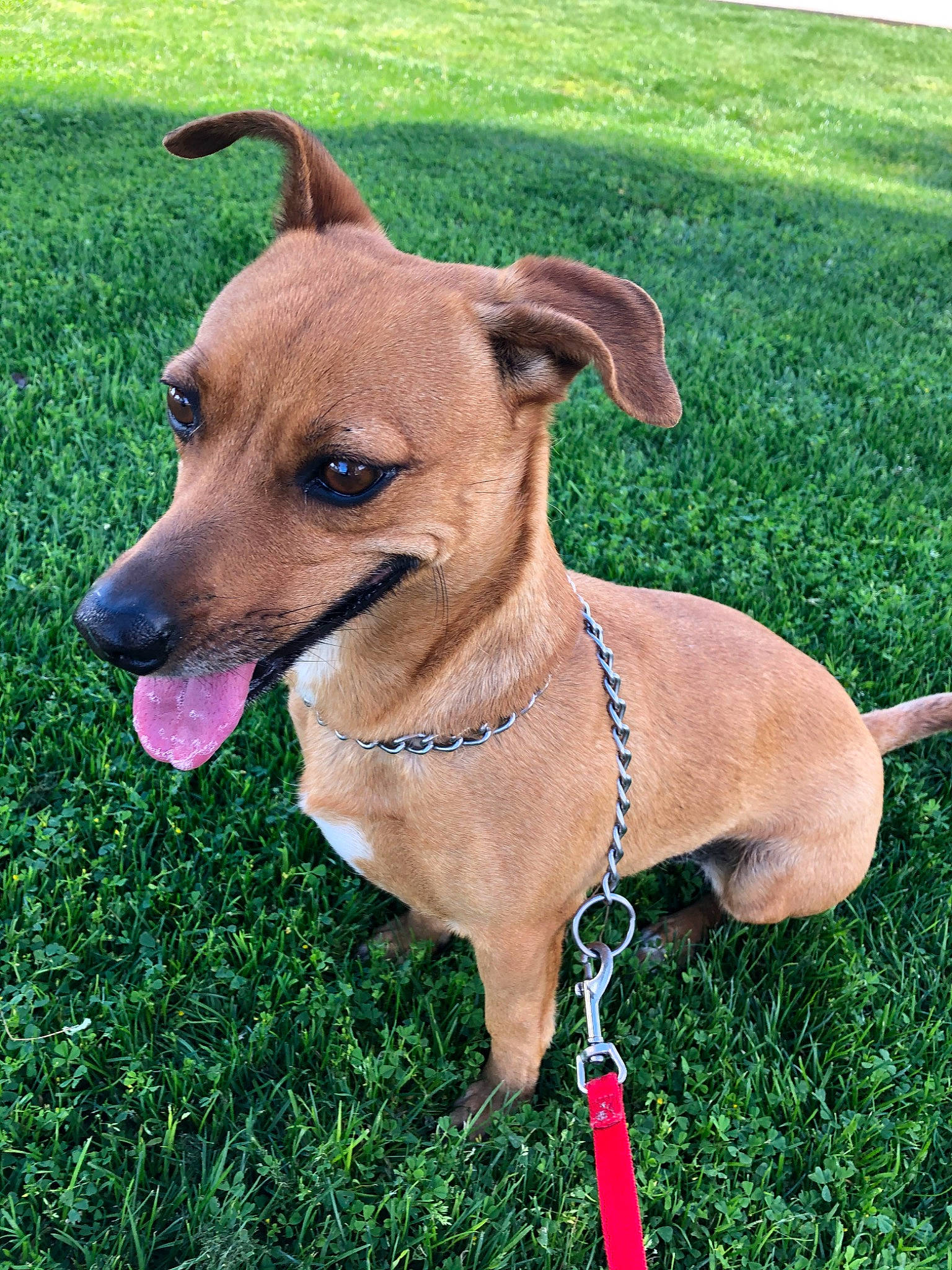 Sweetie joined the competition — help win amazing prizes! canidae, carnivore, collar, companion_dog, dog, dog_breed, dog_collar, fawn, grass, leash, mammal, plant, potcake_dog, puppy, rare_breed_dog, snout, tail, vertebrate, working_dog