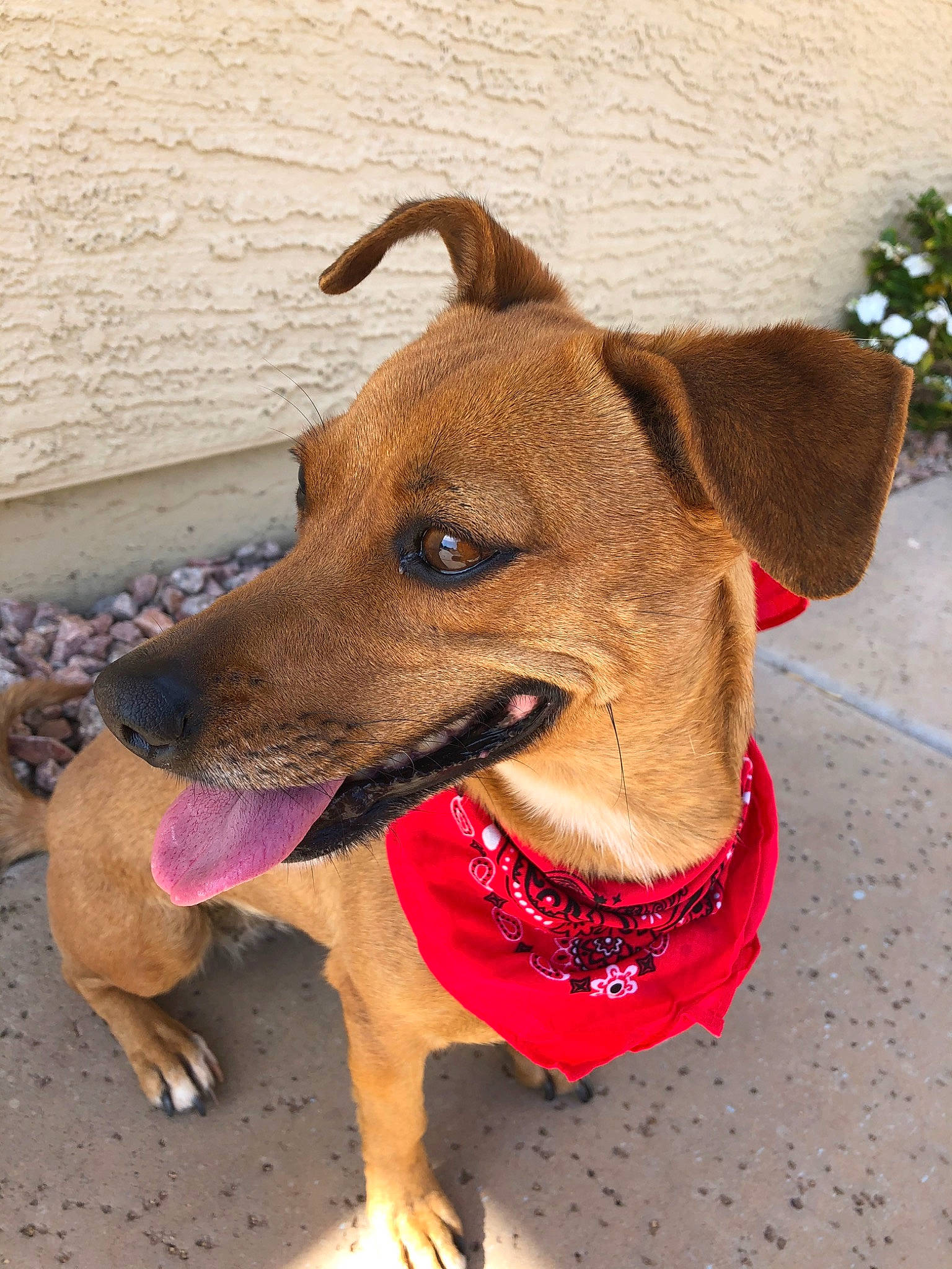 Sweetie is registered to the contest to win money with this photo: canidae, carnivore, dog, dog_breed, dog_collar, fawn, mammal, mountain_cur, patterdale_terrier, potcake_dog, rare_breed_dog, snout