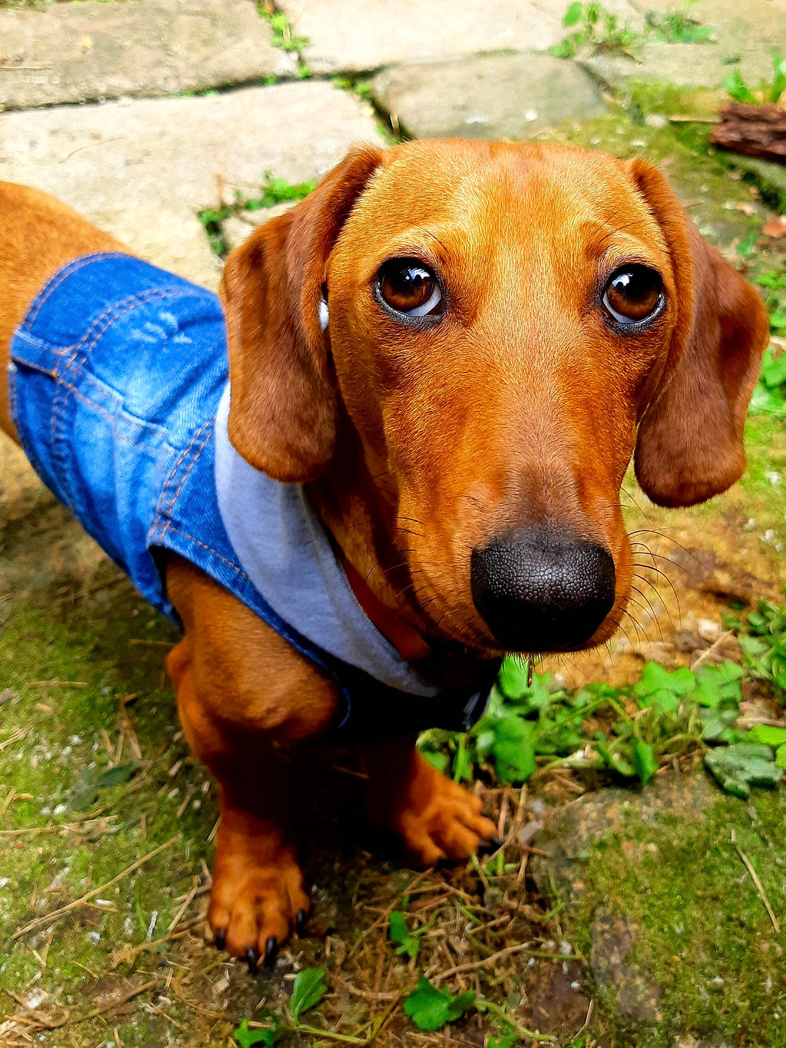 Edgar a rejoint le concours — aidez-le/la à gagner de superbes lots ! canidae, carnivore, companion_dog, dog, dog_breed, dog_supply, fawn, grass, hound, hunting_dog, liver, pet_supply, plant, snout, sporting_group, terrestrial_animal, whiskers, working_animal