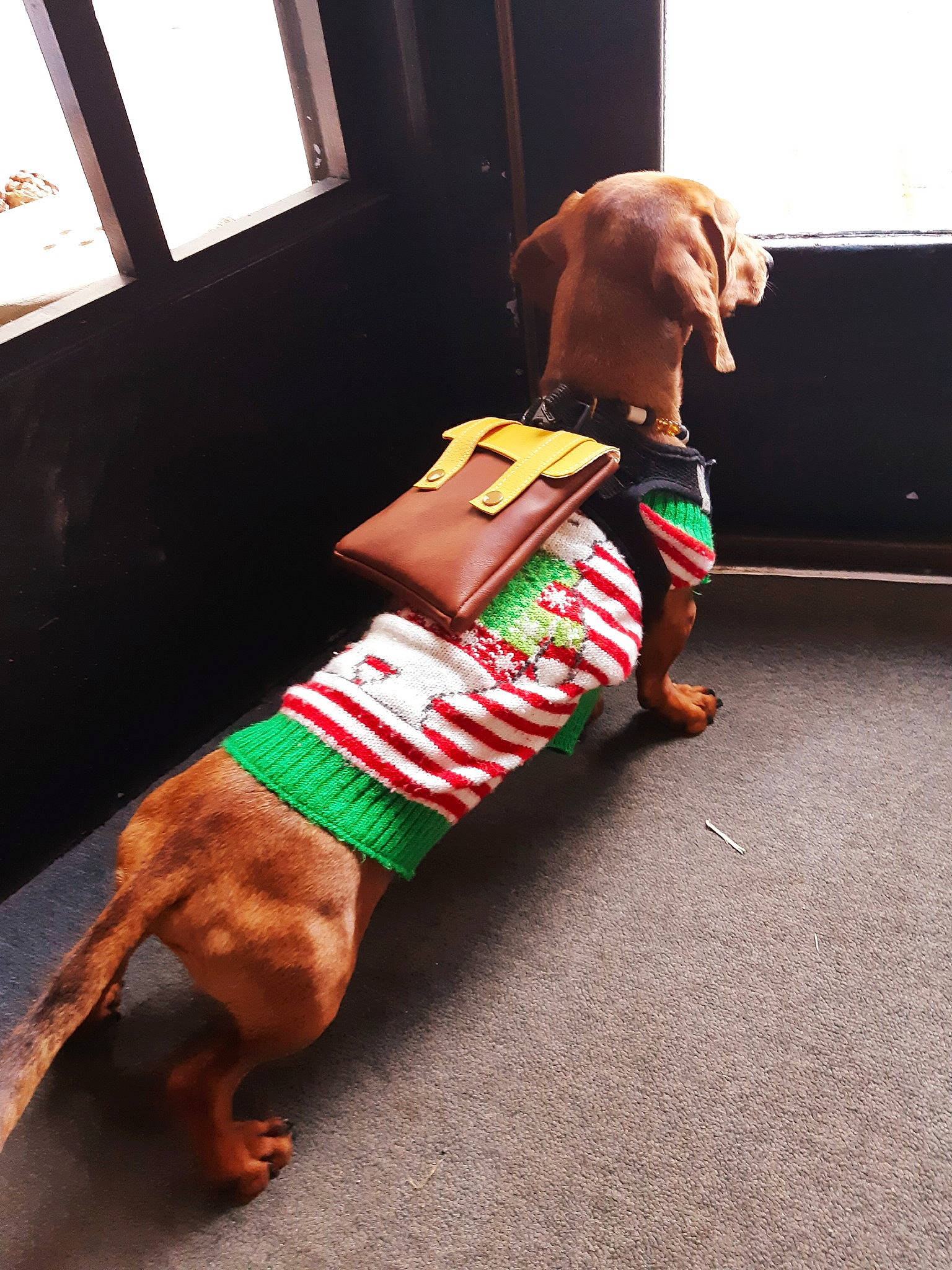 Edgar participe au concours pour gagner de l'argent avec cette photo : carnivore, companion_dog, dog, dog_breed, dog_clothes, dog_supply, fawn, flooring, hardwood, human_leg, knee, liver, mammal, pet_supply, snout, sporting_group, thigh, vertebrate, window, working_animal