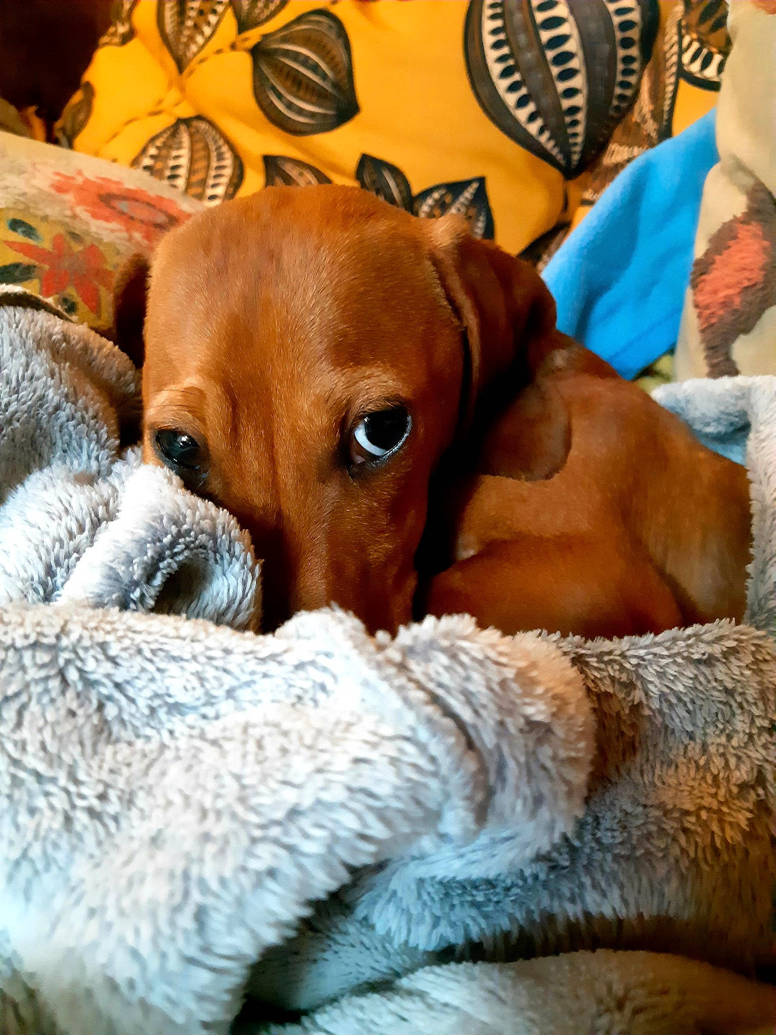 Edgar participe au concours pour gagner de l'argent avec cette photo : bedtime, canidae, carnivore, comfort, companion_dog, dog, dog_breed, ear, fawn, fur, hound, linens, liver, mechanical_fan, nap, puppy, snout, sporting_group, whiskers, working_animal