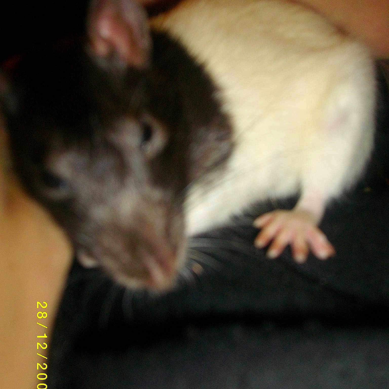 Cici