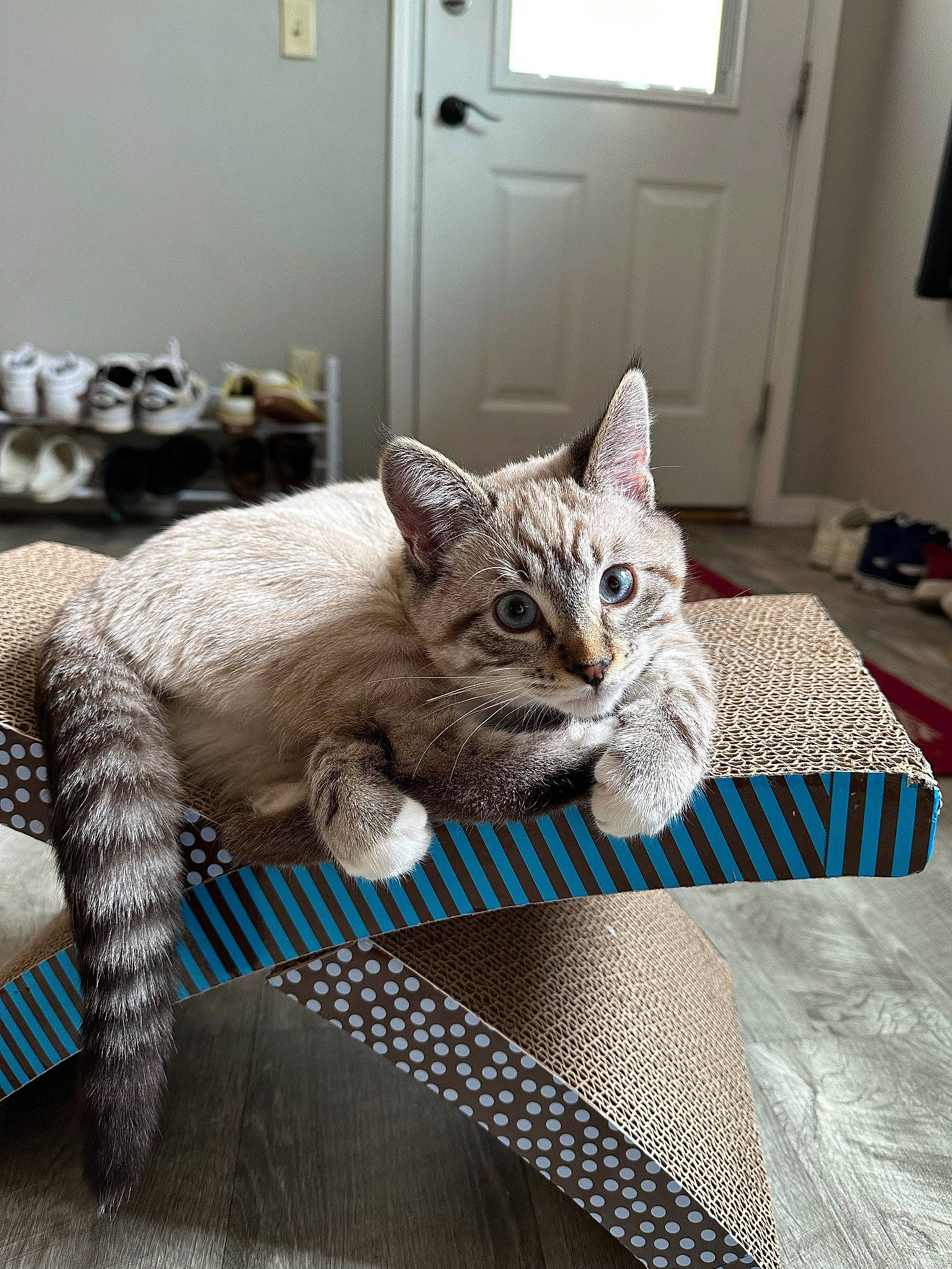 Astro is registered to the contest to win money with this photo: bed, carnivore, cat, cat_supply, claw, comfort, domestic_short_haired_cat, door, felidae, fur, grey, linens, paw, sitting, small_to_medium_sized_cats, snout, tail, textile, vertebrate, whiskers