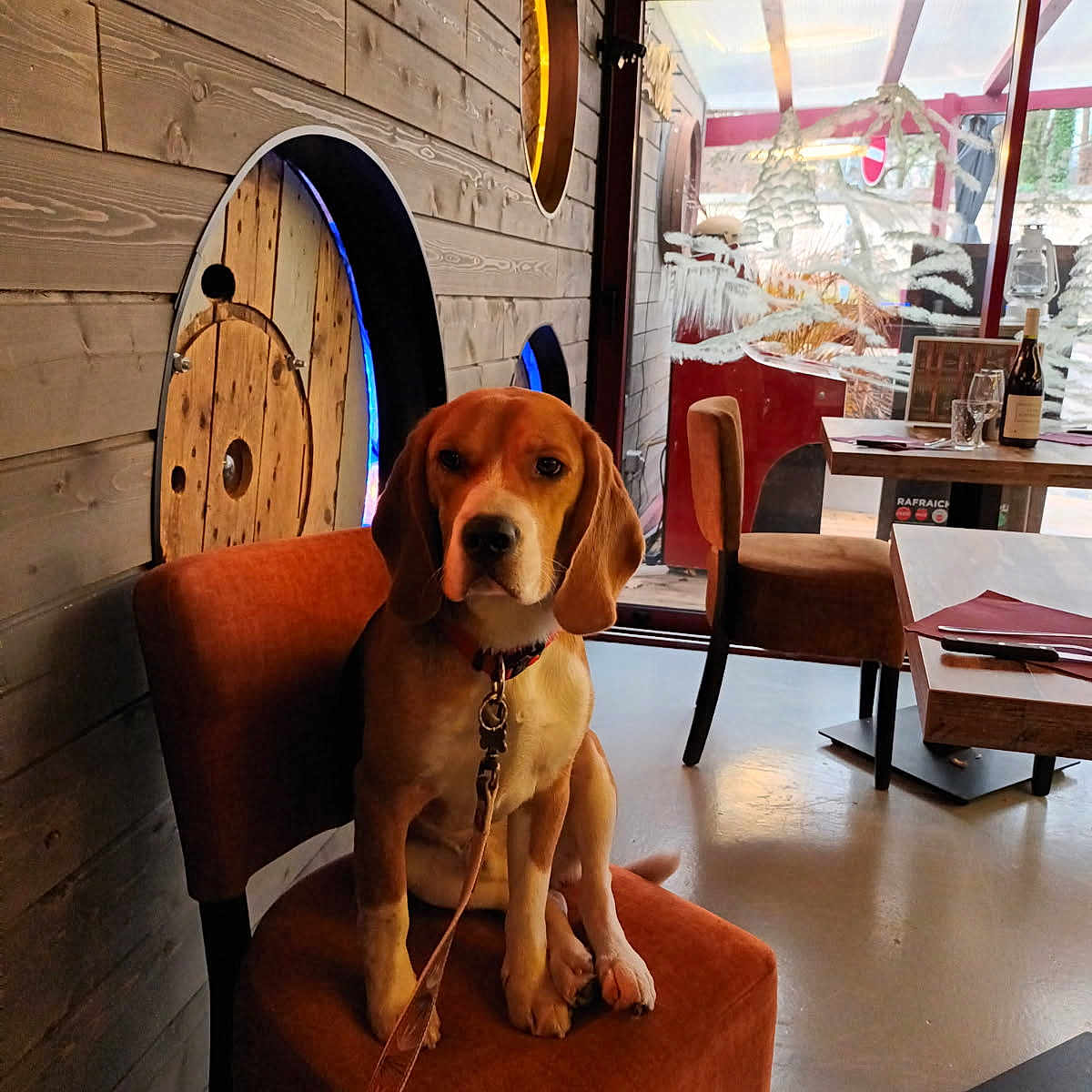 Valko a rejoint le concours — aidez-le/la à gagner de superbes lots ! animal, architecture, building, canine, chair, diningroom, diningtable, dog, furniture, hound, indoors, interiordesign, livingroom, outdoors, pet, plywood, room, shelter, table, wood