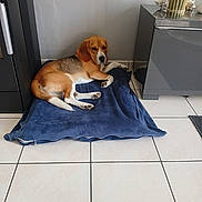 Valko a rejoint le concours — aidez-le/la à gagner de superbes lots ! animal, beagle, black, blanket, brown, cabinet, companion, decor, dog, domestic_animal, floor, furniture, indoor, lying_down, pet, plant, relaxed, resting, tile_floor, white