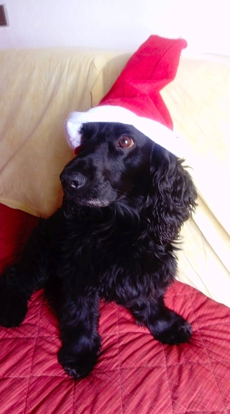 Gangster a rejoint le concours — aidez-le/la à gagner de superbes lots ! american_cocker_spaniel, beagador, boykin_spaniel, canidae, carnivore, cocker_spaniel, companion_dog, dog, dog_breed, english_cocker_spaniel, field_spaniel, flat_coated_retriever, mammal, puppy, rare_breed_dog, russian_spaniel, snout, spaniel, sporting_group, vertebrate