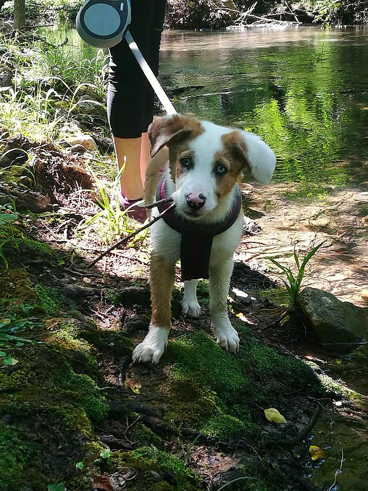 Marley a rejoint le concours — aidez-le/la à gagner de superbes lots ! adventure, canidae, carnivore, companion_dog, dog, dog_breed, fawn, hunting_dog, mammal, sporting_group