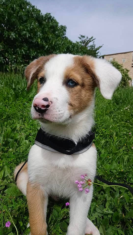 Marley participe au concours pour gagner de l'argent avec cette photo : canidae, carnivore, companion_dog, dog, dog_breed, mammal, puppy, rare_breed_dog, russell_terrier, vertebrate