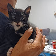 Tina participe au concours pour gagner de l'argent avec cette photo : kitten, cat, black_and_white, pet, hand, person, indoor, furniture, table, couch, plant, sleeveless_shirt, closeup, whiskers, cute, animal, domestic, mammal, feline, young