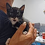 Tina participe au concours pour gagner de l'argent avec cette photo : kitten, cat, black_and_white, pet, hand, person, indoor, furniture, table, couch, plant, sleeveless_shirt, closeup, whiskers, cute, animal, domestic, mammal, feline, young
