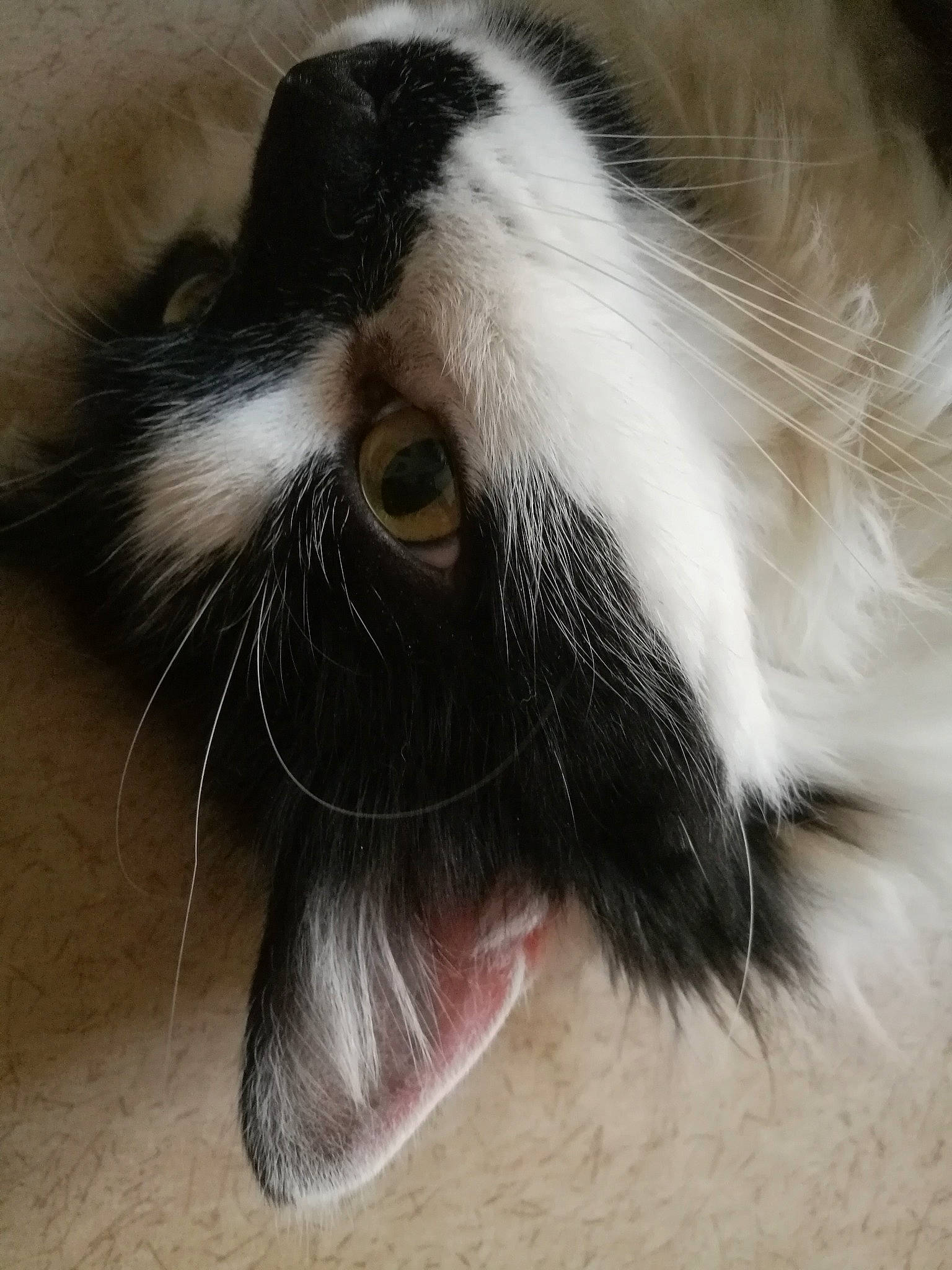 Hiko a rejoint le concours — aidez-le/la à gagner de superbes lots ! close_up, domestic_rabbit, ear, fur, guinea_pig, nose, snout, tail, whiskers