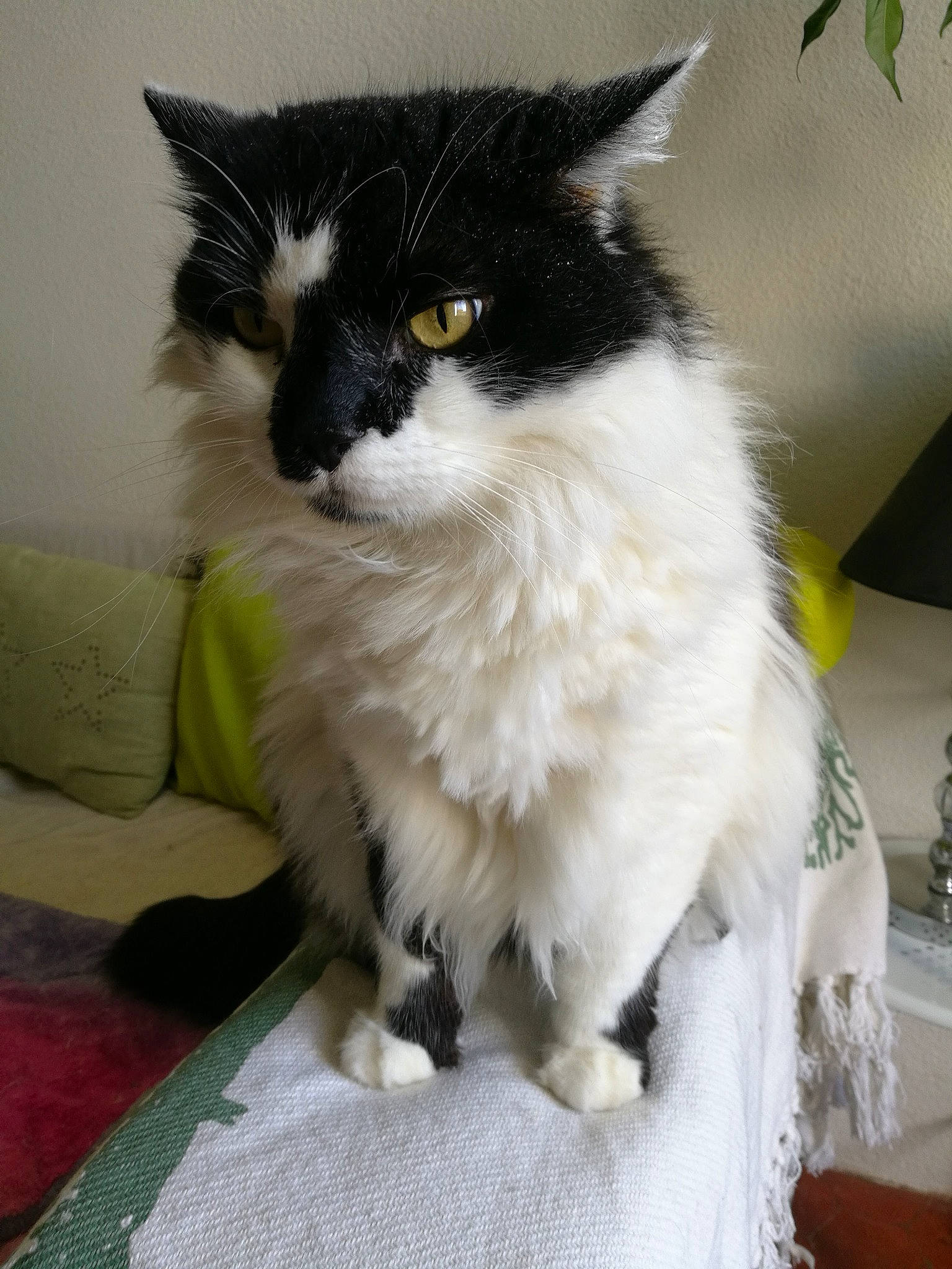 Hiko participe au concours pour gagner de l'argent avec cette photo : asian_semi_longhair, british_semi_longhair, carnivore, cat, domestic_long_haired_cat, felidae, fur, kitten, maine_coon, mammal, norwegian_forest_cat, ragamuffin, small_to_medium_sized_cats, whiskers