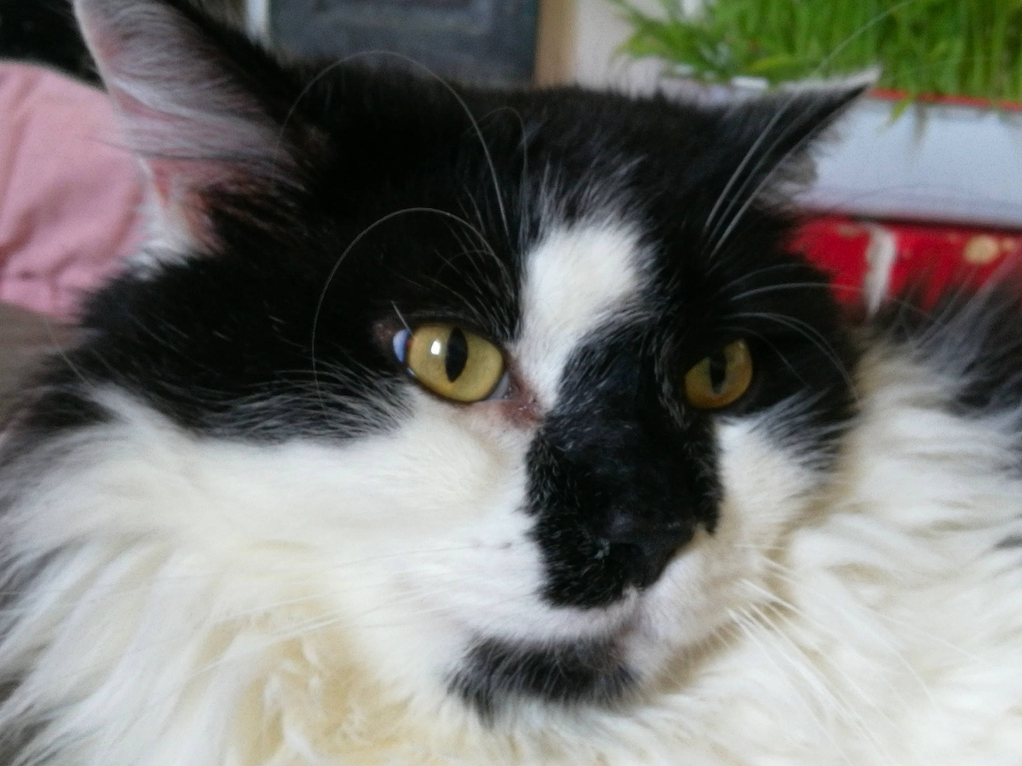 Hiko a rejoint le concours — aidez-le/la à gagner de superbes lots ! asian_semi_longhair, black_and_white, british_semi_longhair, carnivore, cat, cymric, domestic_long_haired_cat, domestic_short_haired_cat, eye, felidae, fur, iris, mammal, norwegian_forest_cat, persian, ragamuffin, small_to_medium_sized_cats, snout, vertebrate, whiskers